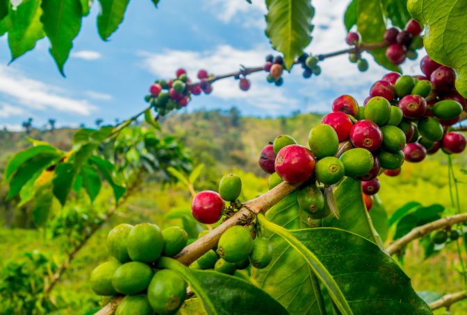 Foto tour Coffe Tour