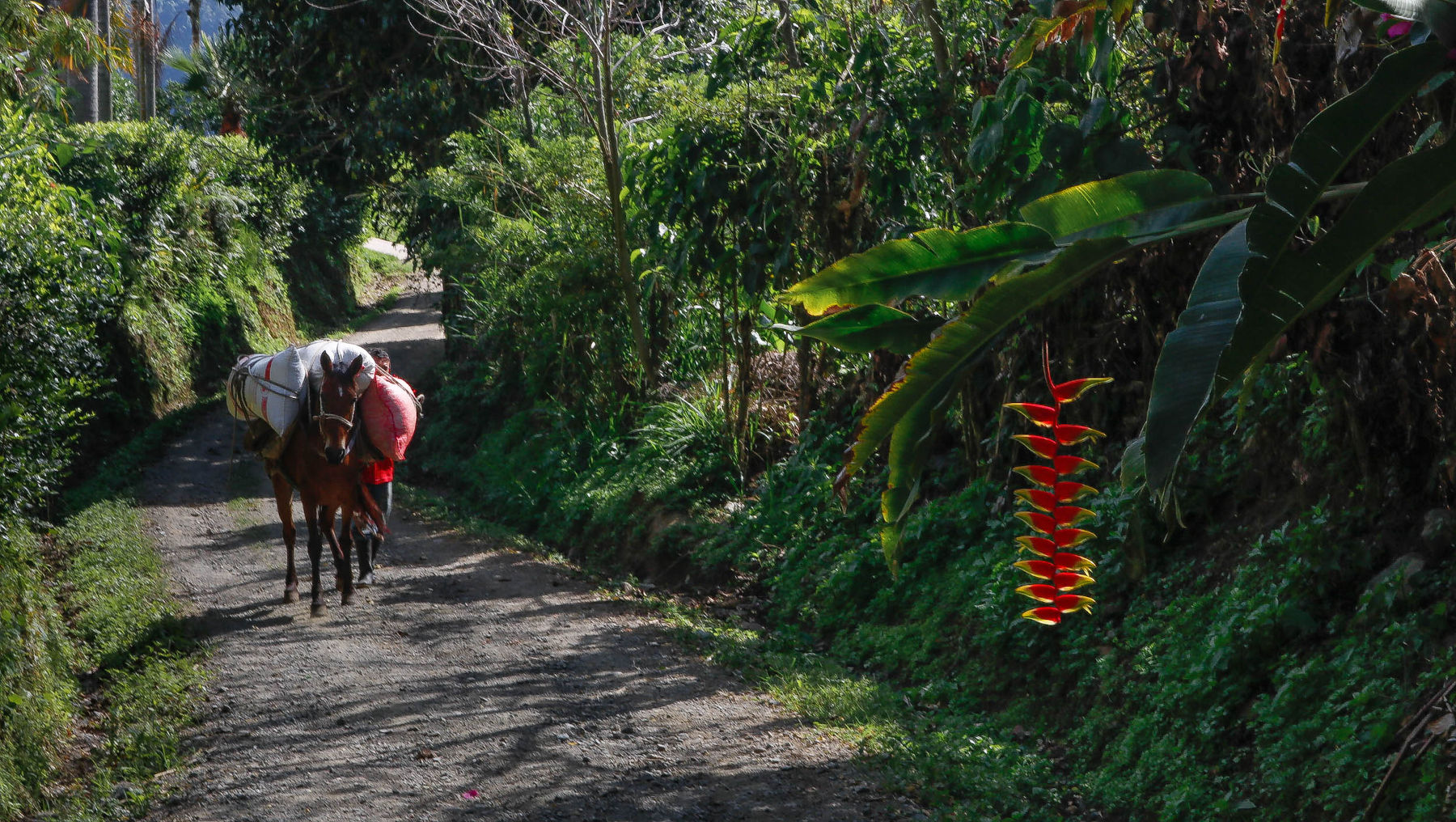 imagen featured del trail