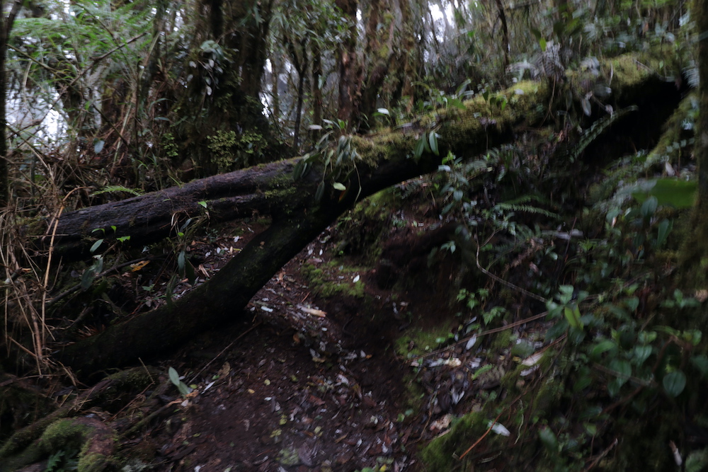 Foto ruta cerro morrogacho tramo bosque