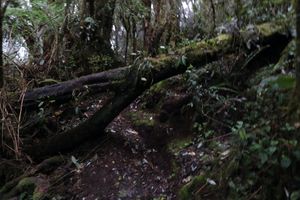 Sendero a través del bosque de niebla en el ascenso al Cerro Morrogacho, Salento