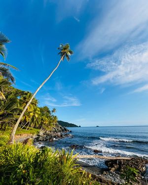 Bahia aguacate