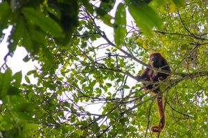 Fotografía: Mono aullador silvestre en los árboles de la reserva
