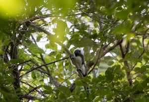 Slider 1 Tayrona