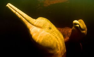Toninas o delfines Rosados