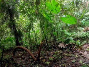 Variadas plantas que puedes encontrar en el recorrido