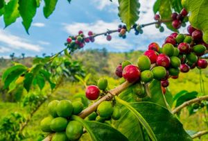 Experiencia de catación y tour de café especial en una finca de Pereira