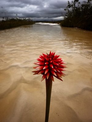 Foto: Flor Eterna de Inirida