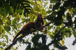 Fotografía: Mono aullador silvestre en la reserva