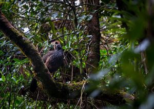 Fotografía: Ejemplar de Pava Andina en el Santuario de Flora