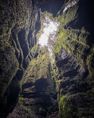 Foto: Bosque de Pandora